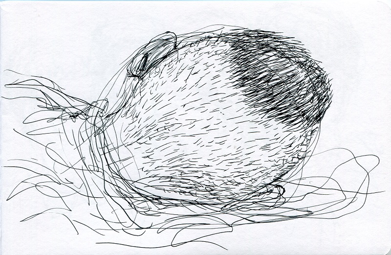 dormeur
